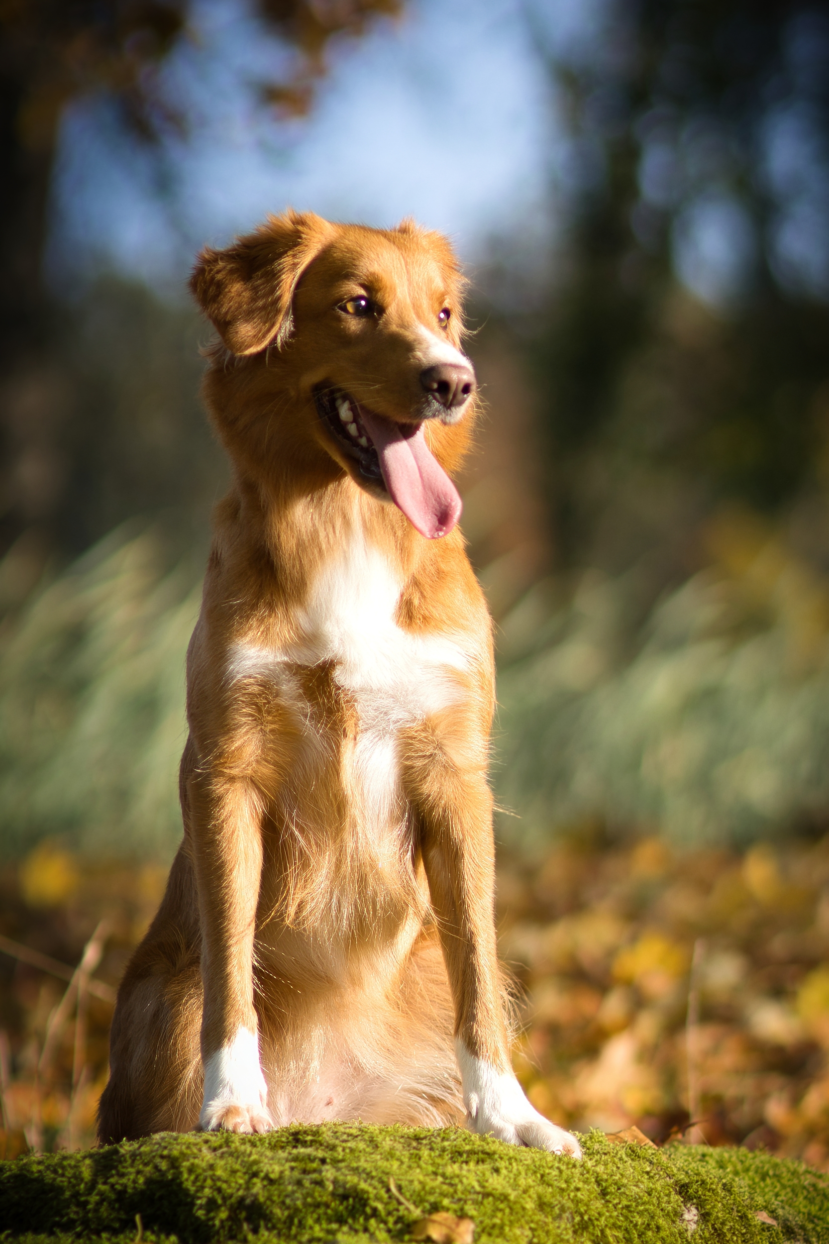 Fanciful Fox Ida of Sunshine Tollers (Ida)